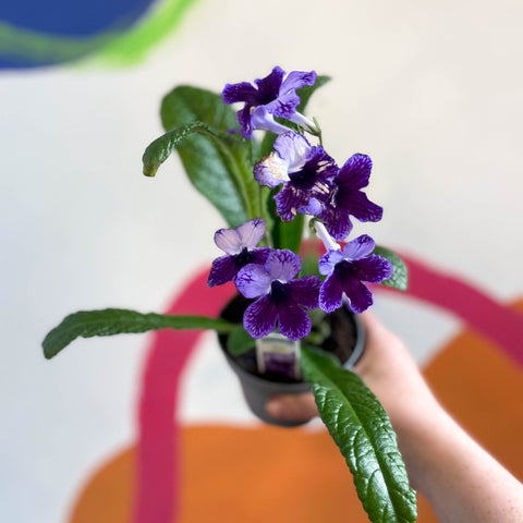 Streptocarpus ionantha 'Katie' - Welsh Grown - Sprouts of Bristol