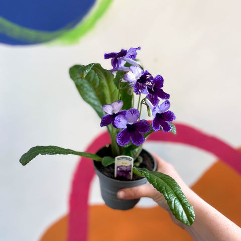 Streptocarpus ionantha 'Katie' - Welsh Grown - Sprouts of Bristol