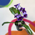 Streptocarpus ionantha 'Katie' - Welsh Grown - Sprouts of Bristol