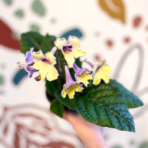 Streptocarpus ionantha 'Lemon Sherbet' - Welsh Grown - Sprouts of Bristol