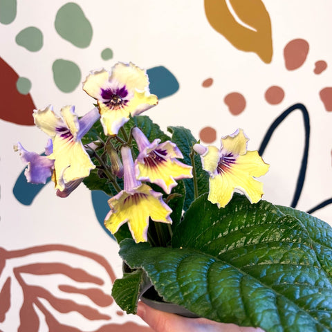 Streptocarpus ionantha 'Lemon Sherbet' - Welsh Grown - Sprouts of Bristol