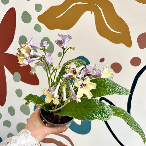 Streptocarpus ionantha 'Lemon Sorbet' - Welsh Grown - Sprouts of Bristol