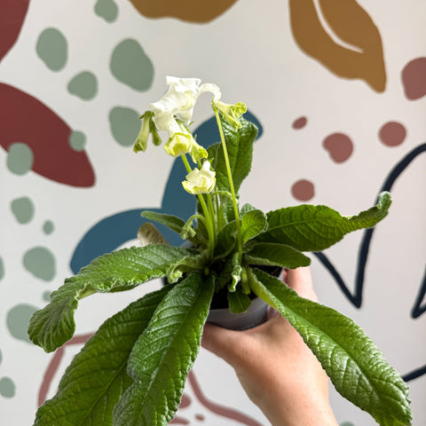 Streptocarpus ionantha 'Luna' - Welsh Grown - Sprouts of Bristol