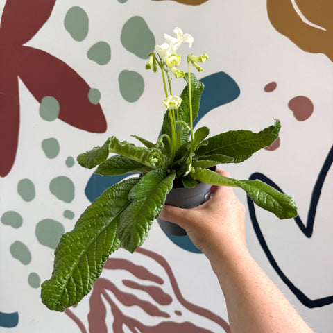 Streptocarpus ionantha 'Luna' - Welsh Grown - Sprouts of Bristol