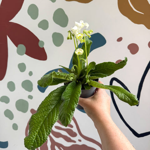 Streptocarpus ionantha 'Luna' - Welsh Grown - Sprouts of Bristol