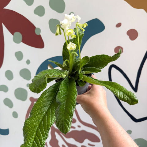 Streptocarpus ionantha 'Luna' - Welsh Grown - Sprouts of Bristol