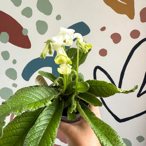 Streptocarpus ionantha 'Luna' - Welsh Grown - Sprouts of Bristol