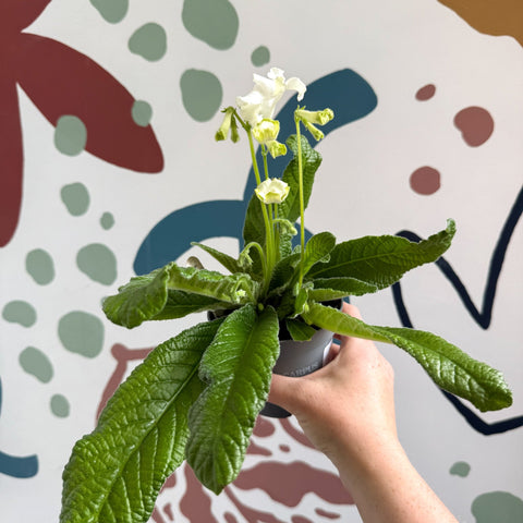 Streptocarpus ionantha 'Luna' - Welsh Grown - Sprouts of Bristol