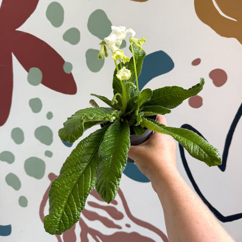 Streptocarpus ionantha 'Luna' - Welsh Grown - Sprouts of Bristol