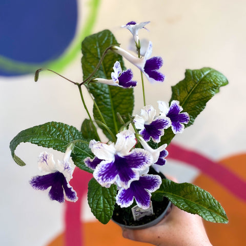 Streptocarpus ionantha 'Marion' - Welsh Grown - Sprouts of Bristol