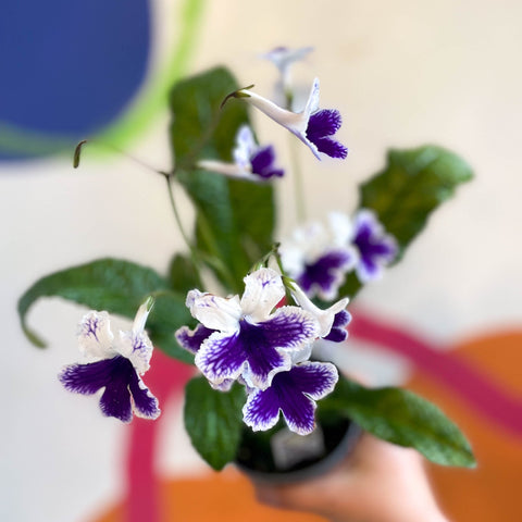 Streptocarpus ionantha 'Marion' - Welsh Grown - Sprouts of Bristol