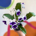 Streptocarpus ionantha 'Marion' - Welsh Grown - Sprouts of Bristol