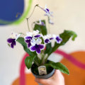 Streptocarpus ionantha 'Marion' - Welsh Grown - Sprouts of Bristol