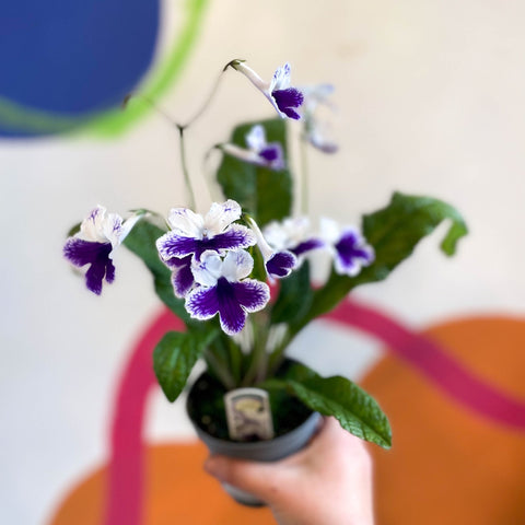 Streptocarpus ionantha 'Marion' - Welsh Grown - Sprouts of Bristol