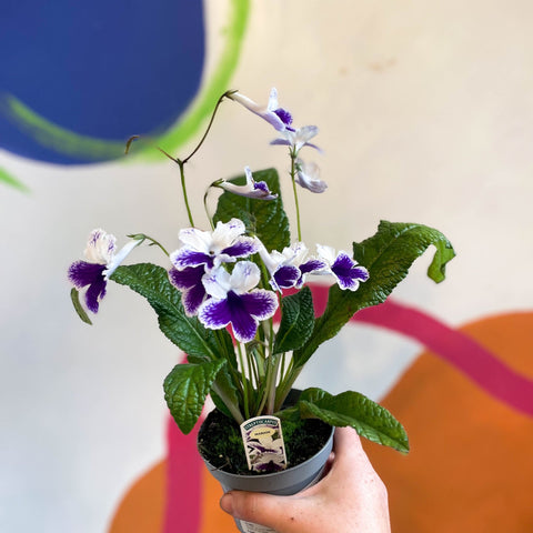 Streptocarpus ionantha 'Marion' - Welsh Grown - Sprouts of Bristol