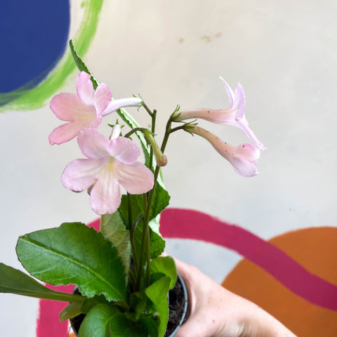 Streptocarpus ionantha 'Nia' - Welsh Grown - Sprouts of Bristol