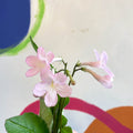 Streptocarpus ionantha 'Nia' - Welsh Grown - Sprouts of Bristol