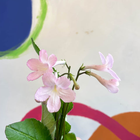 Streptocarpus ionantha 'Nia' - Welsh Grown - Sprouts of Bristol