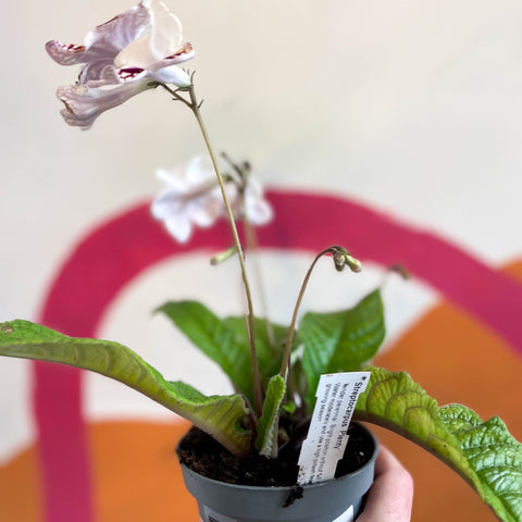 Streptocarpus ionantha 'Nia' - Welsh Grown - Sprouts of Bristol