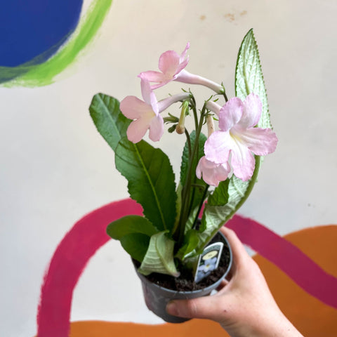 Streptocarpus ionantha 'Nia' - Welsh Grown - Sprouts of Bristol