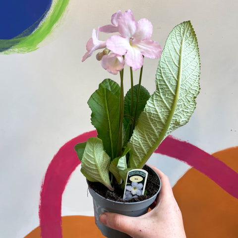 Streptocarpus ionantha 'Nia' - Welsh Grown - Sprouts of Bristol