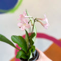 Streptocarpus ionantha 'Nia' - Welsh Grown - Sprouts of Bristol