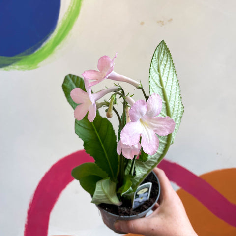 Streptocarpus ionantha 'Nia' - Welsh Grown - Sprouts of Bristol