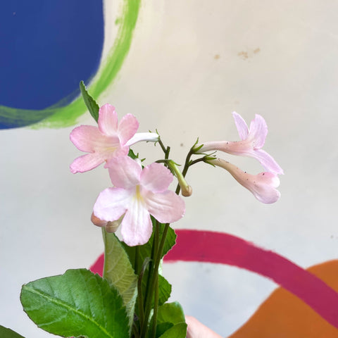 Streptocarpus ionantha 'Nia' - Welsh Grown - Sprouts of Bristol