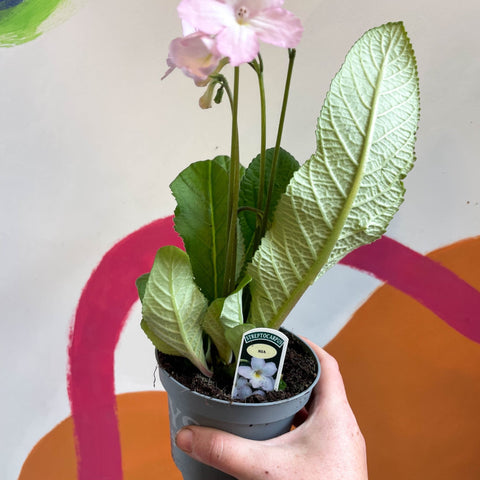 Streptocarpus ionantha 'Nia' - Welsh Grown - Sprouts of Bristol