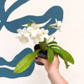 Streptocarpus ionantha 'Pearl' - Welsh Grown - Sprouts of Bristol