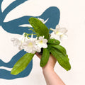 Streptocarpus ionantha 'Pearl' - Welsh Grown - Sprouts of Bristol