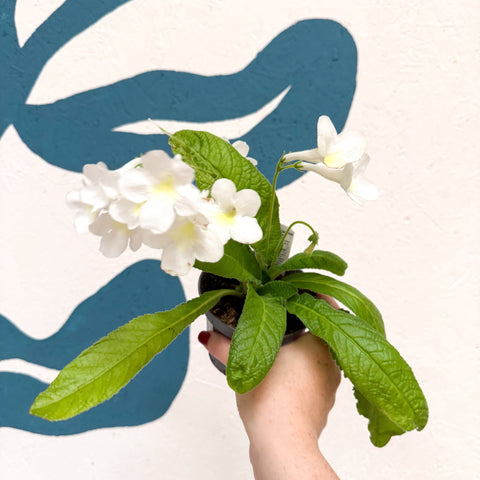 Streptocarpus ionantha 'Pearl' - Welsh Grown - Sprouts of Bristol