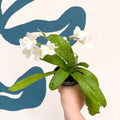 Streptocarpus ionantha 'Pearl' - Welsh Grown - Sprouts of Bristol