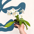Streptocarpus ionantha 'Pearl' - Welsh Grown - Sprouts of Bristol
