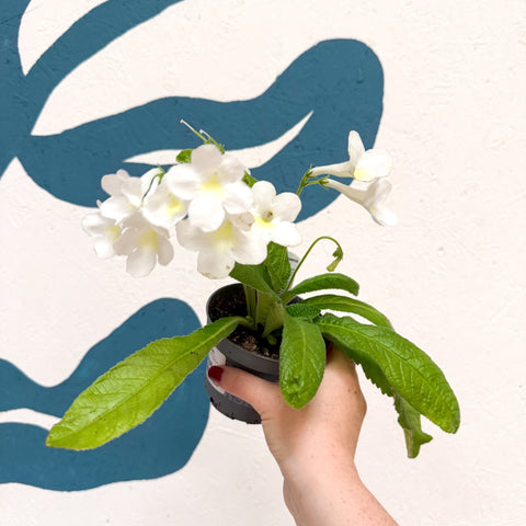 Streptocarpus ionantha 'Pearl' - Welsh Grown - Sprouts of Bristol