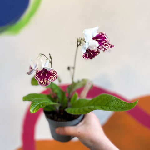 Streptocarpus ionantha 'Plenty' - Welsh Grown - Sprouts of Bristol