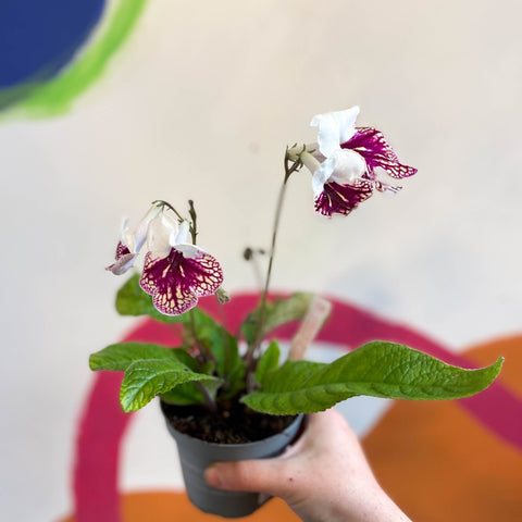 Streptocarpus ionantha 'Plenty' - Welsh Grown - Sprouts of Bristol