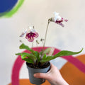 Streptocarpus ionantha 'Plenty' - Welsh Grown - Sprouts of Bristol