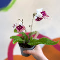 Streptocarpus ionantha 'Plenty' - Welsh Grown - Sprouts of Bristol