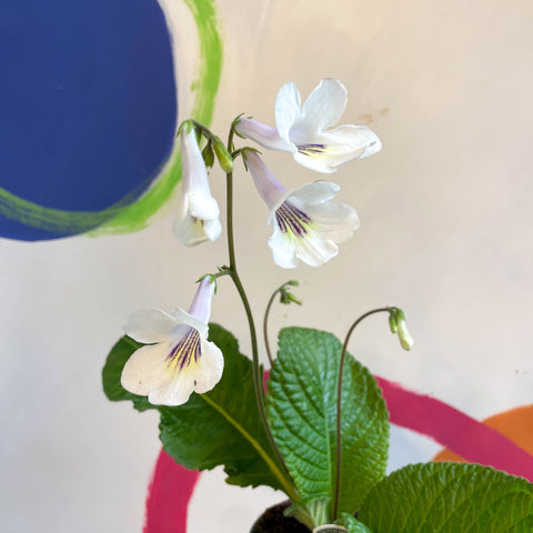 Streptocarpus ionantha 'Rhiannon' - Welsh Grown - Sprouts of Bristol