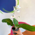 Streptocarpus ionantha 'Rhiannon' - Welsh Grown - Sprouts of Bristol