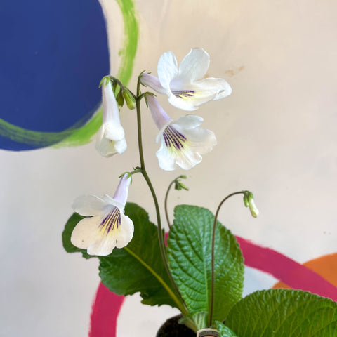 Streptocarpus ionantha 'Rhiannon' - Welsh Grown - Sprouts of Bristol