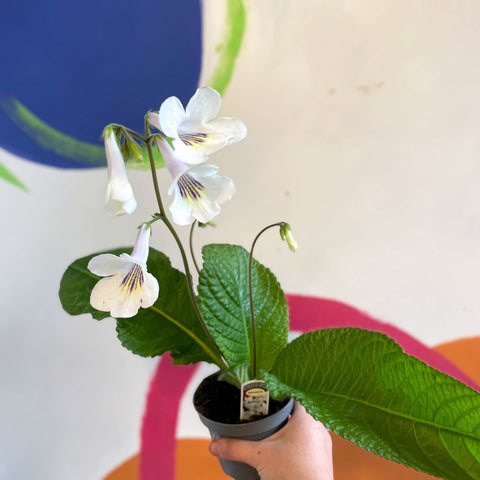 Streptocarpus ionantha 'Rhiannon' - Welsh Grown - Sprouts of Bristol