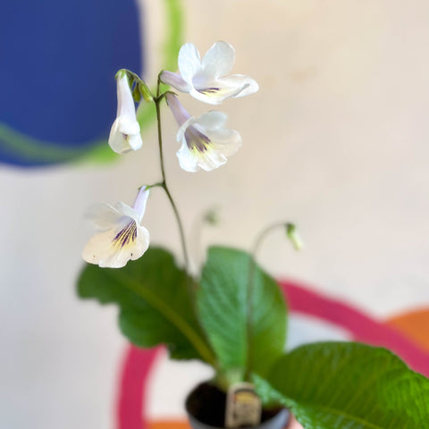 Streptocarpus ionantha 'Rhiannon' - Welsh Grown - Sprouts of Bristol