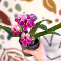 Streptocarpus ionantha 'Rosina' - Welsh Grown - Sprouts of Bristol