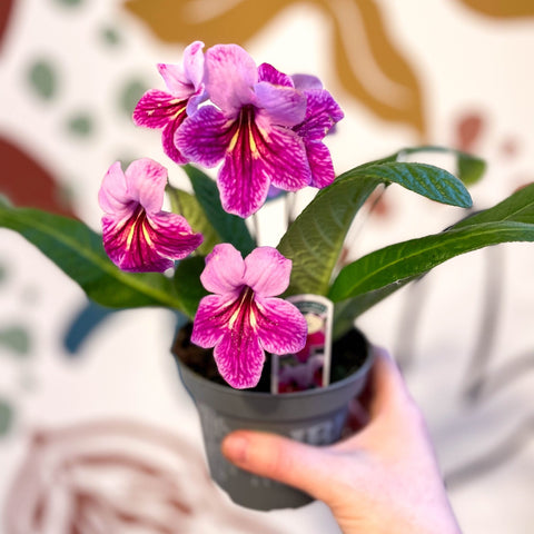 Streptocarpus ionantha 'Rosina' - Welsh Grown - Sprouts of Bristol