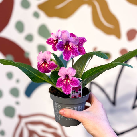 Streptocarpus ionantha 'Rosina' - Welsh Grown - Sprouts of Bristol