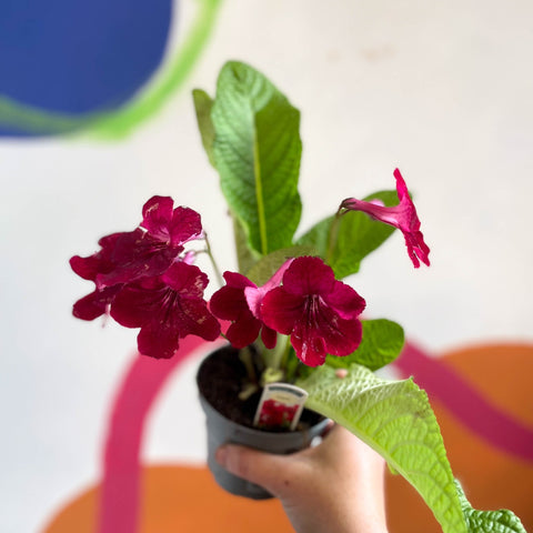 Streptocarpus ionantha 'Rubina' - Welsh Grown - Sprouts of Bristol