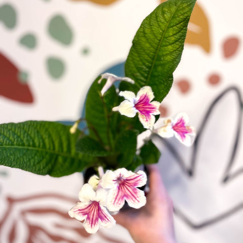 Streptocarpus ionantha 'Sioned' - Welsh Grown - Sprouts of Bristol