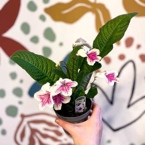 Streptocarpus ionantha 'Sioned' - Welsh Grown - Sprouts of Bristol